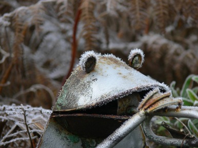 frosty frog pic